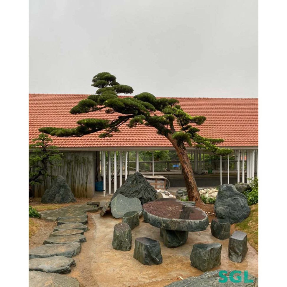 Vạn Niên Tùng 🌲FREESHIP🌲 Tùng La Hán - Cây Giống Đẹp [ Cao 10 - 20 cm ]
