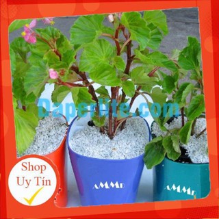 ĐÁ PERLITE- ĐÁ TRÂN CHÂU GÓI 5dm3 (250-300g)