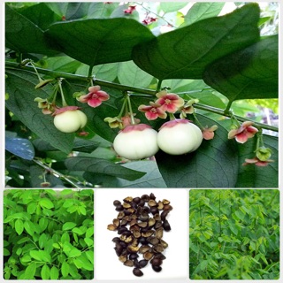 Hạt giống Rau ngót Siêu ngon