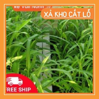 sale lớn chào đón khách hàng hạt giống  Rau muống xanh chất lượng cao