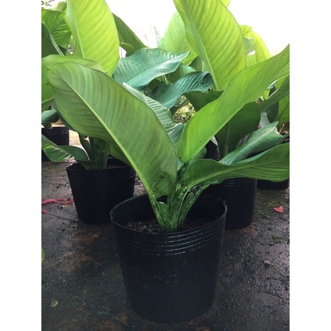 Bầu ươm cây cứng D13, chậu nhựa đen trồng cây kích thước 35x29cm