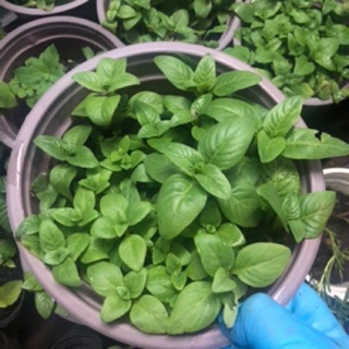 Chậu quế vị Lớn