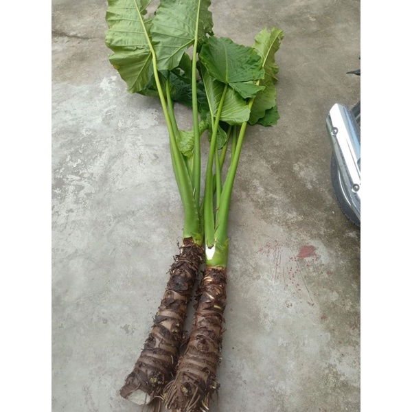 5 củ ráy voi cao trên 40cm