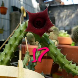 Cây Sao Biển số 17