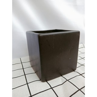 Chậu cây bạch chỉ đẹp tinh tế giá rẻ