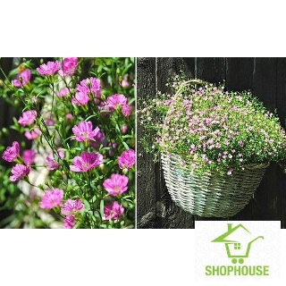 shophouse 100 hạt giống hoa ba by mix  SHOP HOUSE  TẾT KHUYẾN MẠI