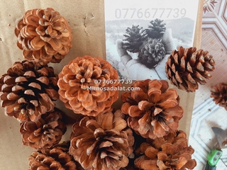 3kg trái thông trang trí noel, decor handmade từ quả thông khô [ 3 kích cở: lớn, trung ,nhỏ]