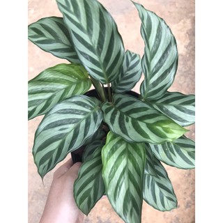 Chậu cứng Đuôi công xanh Freddie