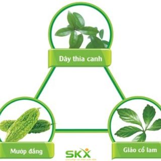 TRÀ DIABETNA ( DÂY THÌA CANH )