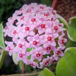 Lan cẩm cù ngọc thạch