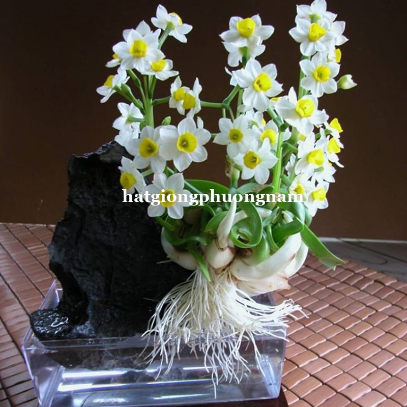 CỦ HOA THỦY TIÊN