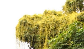 Dây tơ hồng 1kg