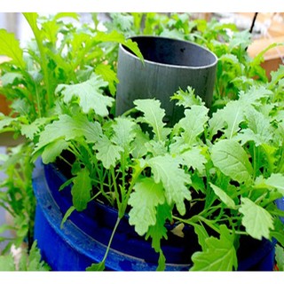 HẠT GIỐNG RAU CẢI MÈO