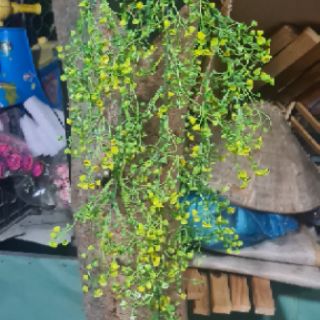dây rủ đuôi chuông trang trí