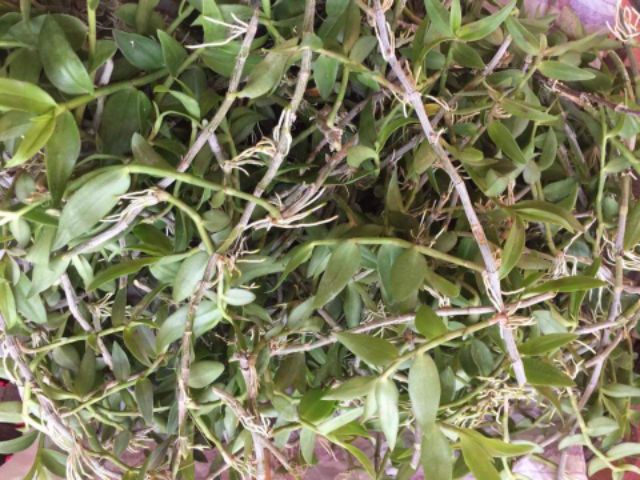 Hạc vĩ thiên cung