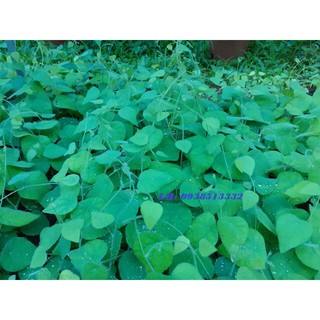 LÁ SƯƠNG SÂM KHÔ LÀM THẠCH SƯƠNG SÂM