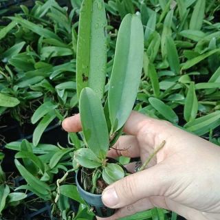 Hoa lan giống chọn màu