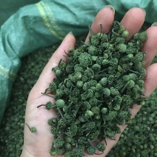 NỤ TAM THẤT BẮC