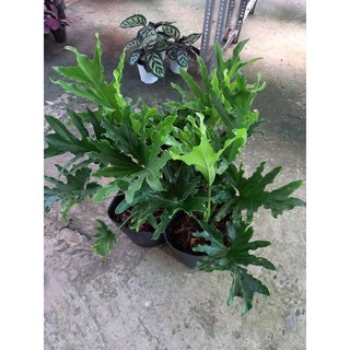 Chậu Trầu bà Thanh Xuân