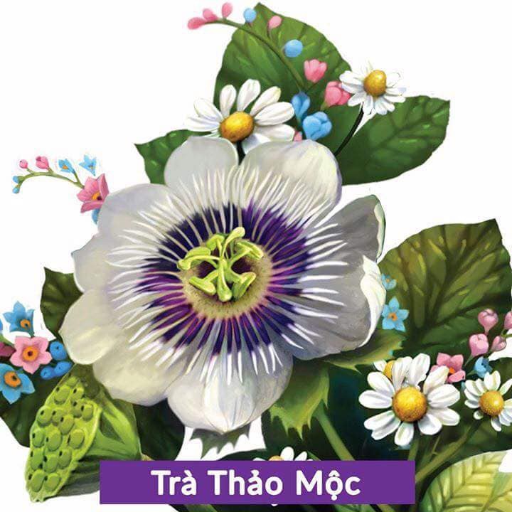 TRÀ NGỦ NGON VINATEA ++ | BigBuy360 - bigbuy360.vn
