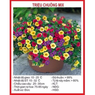 Hạt giống hoa Triệu chuông 100H