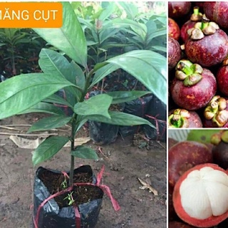 Măng cụt, cây măng cụt thái, quả to ngọt, cây măng cụt