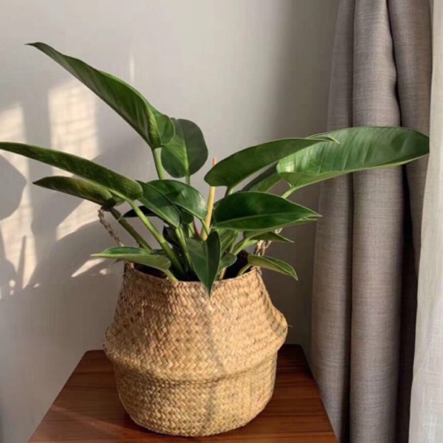Giỏ cói đựng cây