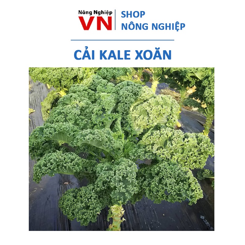 SALE 1K - 35H hạt giống cải kale xoăn - vua của các loại rau xanh - ăn ngon, dễ trồng, giàu dinh dưỡng nhất
