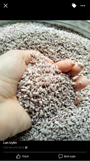 Combo 2kg chuối hột 2 kg nếp than