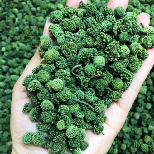 1 Kg Nụ tam thất Bao tử, loại đẹp nhất