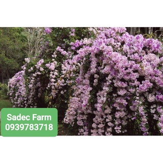 Hoa lan tỏi (cây giống)