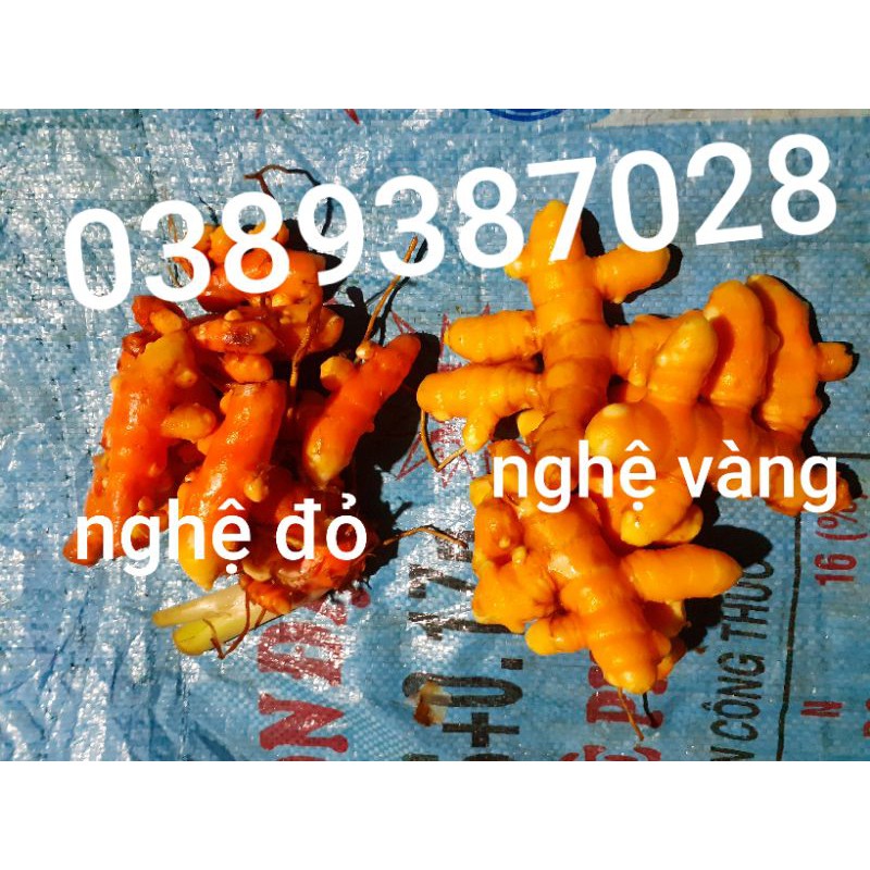 nghệ đỏ tươi,1kg