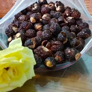 BỒ HÒN TÁCH HẠT