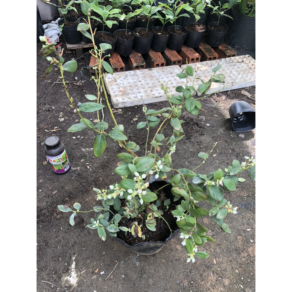Cây Việt Quất tứ quý (Blueberry) trưởng thành, ra trái 4 mùa quanh năm - DINH DƯỠNG TỰ NHIÊN Shop