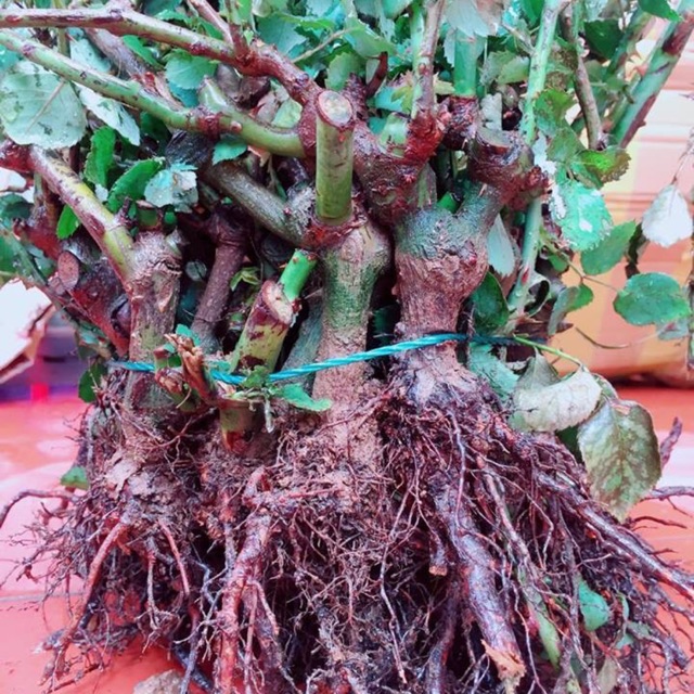hoa hồng thân gỗ,leo,bụi