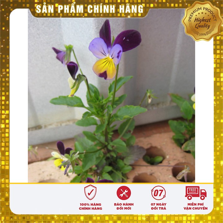 HẠT GIỐNG HOA PANSY nhiềumàu hat giong hoa bướm pansy