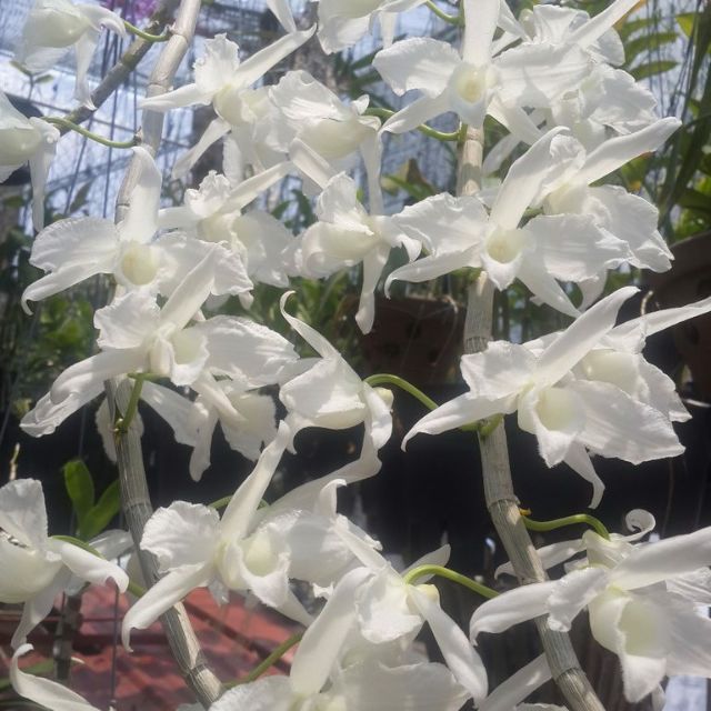 Hoa phong lan giả hạc hawai cây giống