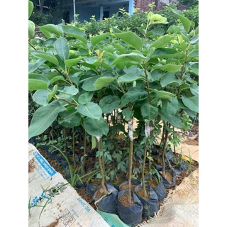 CÂY GIỐNG LÊ VÀNG TỨ QUÝ