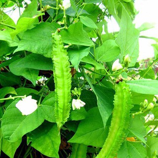 [HOT] Hạt Giống Đậu Rồng ( Đậu Khế ) - 10 hạt