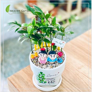 CAU TIỂU TRÂM (cây để bàn tiểu cảnh)