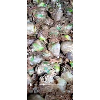 Củ hoa THIÊN NGA TRẮNG MẮT NGỌC