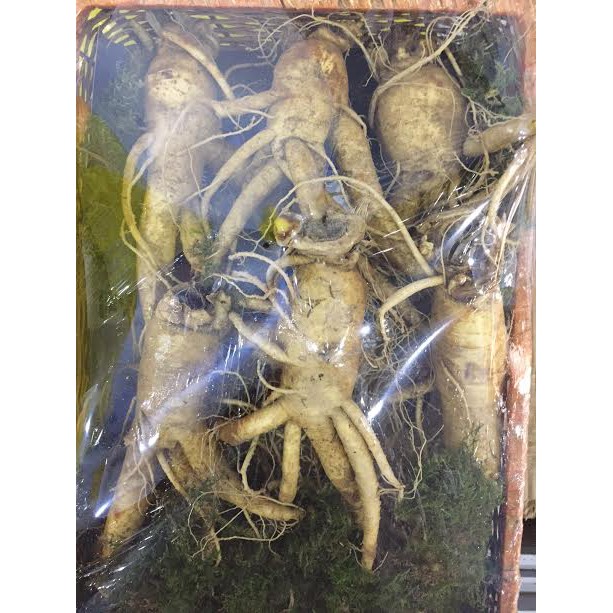 Nhân sâm tươi 6 năm tuổi 6 củ/ Kg-PP bởi Sâm Yến Thái An