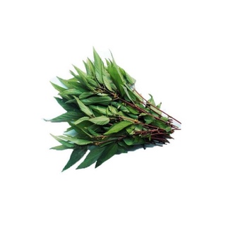 Hạt giống rau đay đỏ 20g (lá đỏ, thân lá màu đỏ)