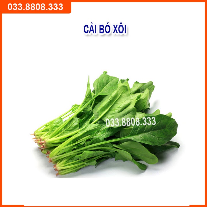 Bộ 4 Hạt Giống Cải Bó Xôi -Hành - Hẹ - Xà Lách Đăm Dễ Trồng Và Chăm Sóc