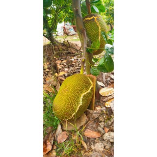 Giống Mít Mật