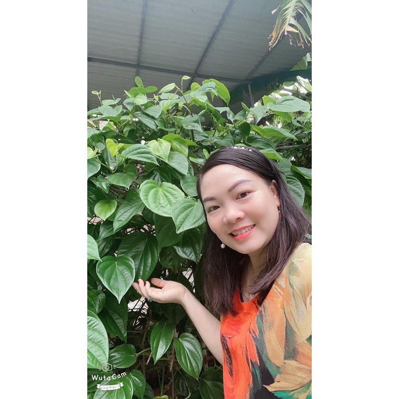 Tinh dầu lá trầu không - nguyên chất 100%