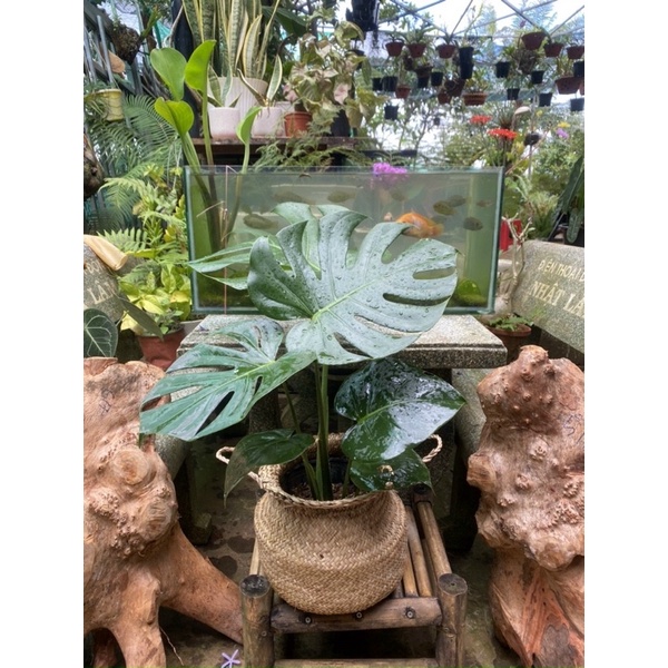 MONSTERA DELICIOSA - trầu bà Nam Mỹ