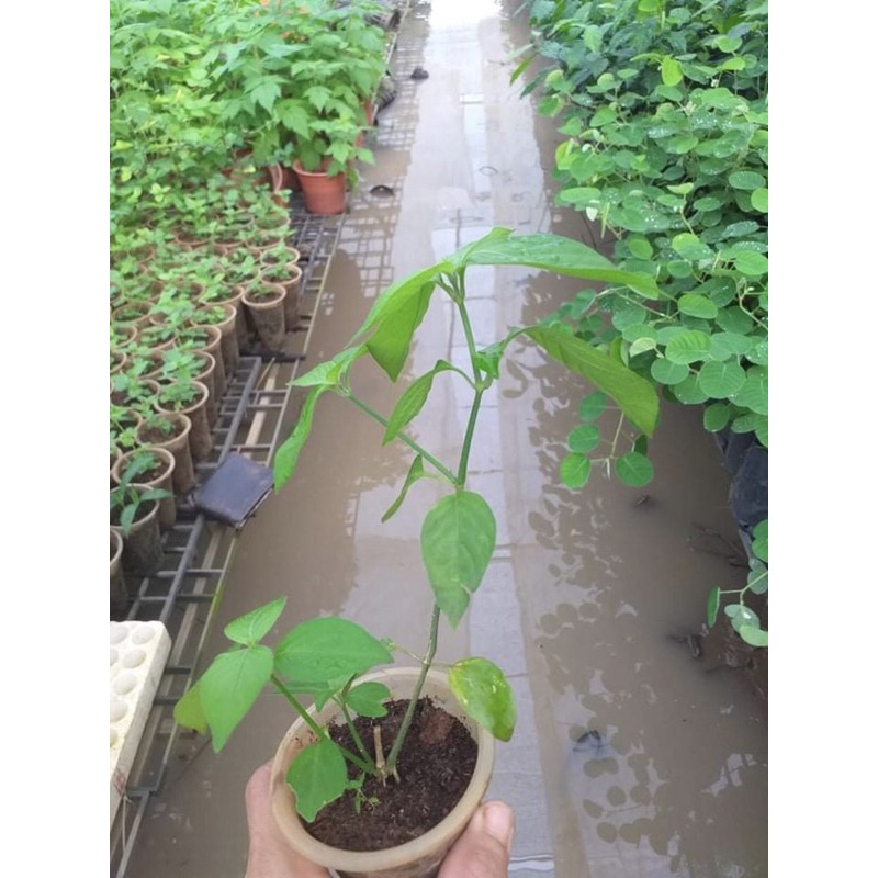 Cây lá cẩm tím,đỏ