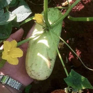 🥒🥒 DƯA CHUỘT MÈO THÁI LAN