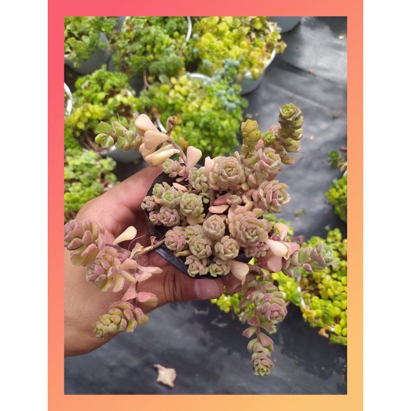 Sen đá sedum hoa hồng pháp Đà Lạt size bé cây cảnh trang trí nhà cửa Lolita garden